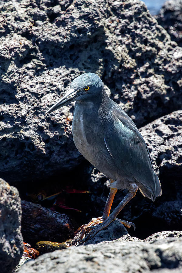 Galapagos Lava Heron Photograph by John Haldane