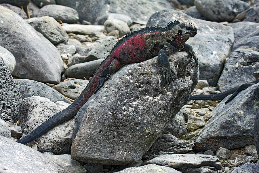 Galapagos Marine Iguana on Rock Photograph by Sally Weigand