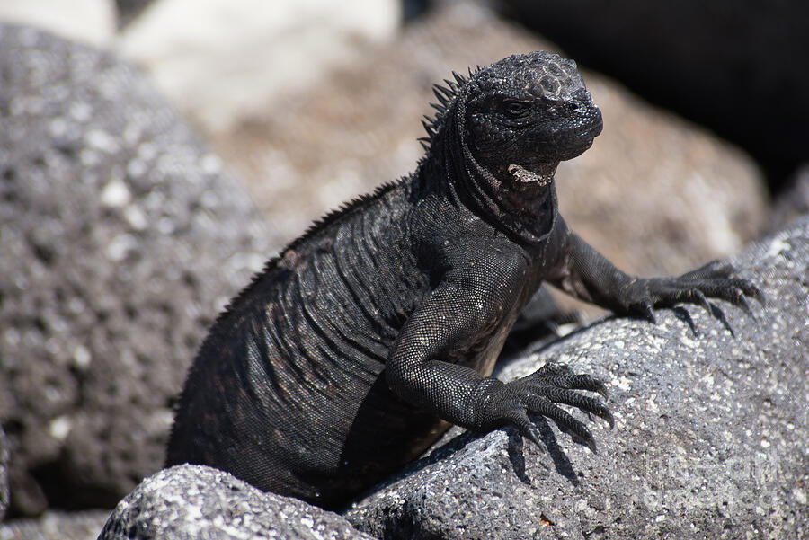 Galapagos marine iguana Photograph by Ralf Broskvar - Fine Art America