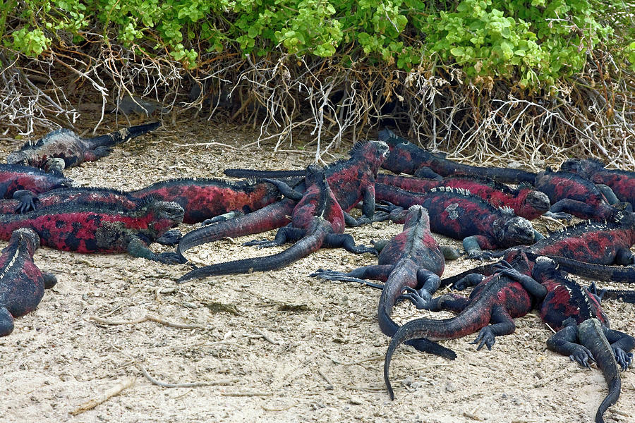 Galapagos Marine Iguanas Everywhere Photograph by Sally Weigand
