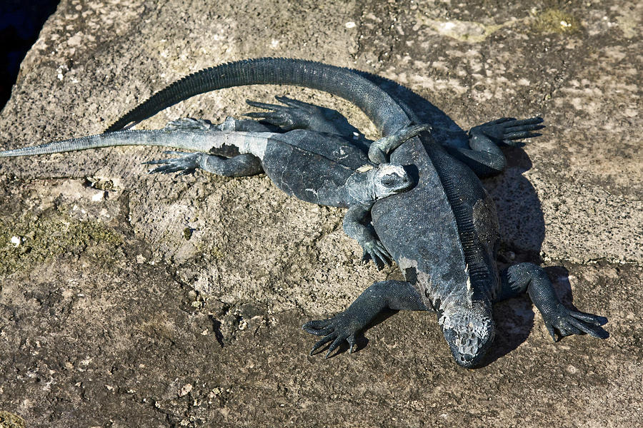 Galapagos Marine iguanas Mother and Baby Photograph by Sally Weigand