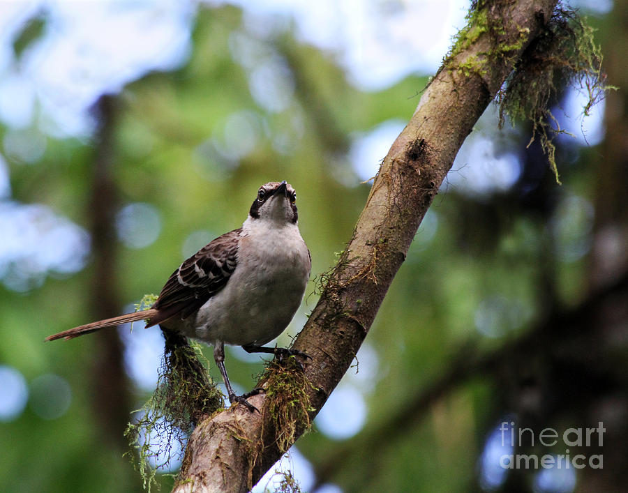 Galapagos Mockingbird Photograph by Catherine Sherman