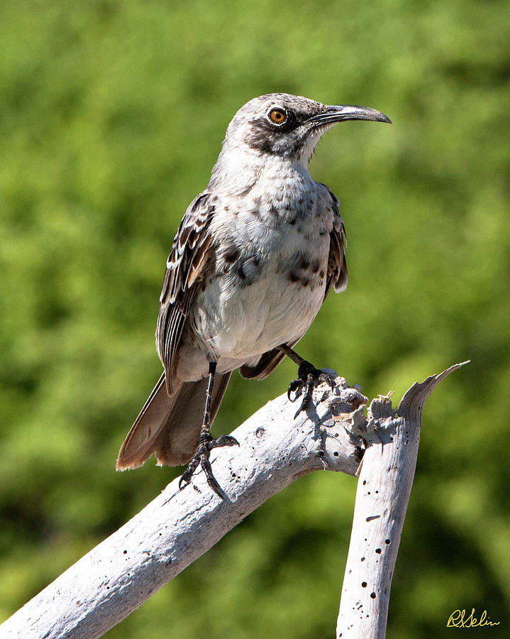 Galapagos Mockingbird Photograph by Robert Selin - Fine Art America