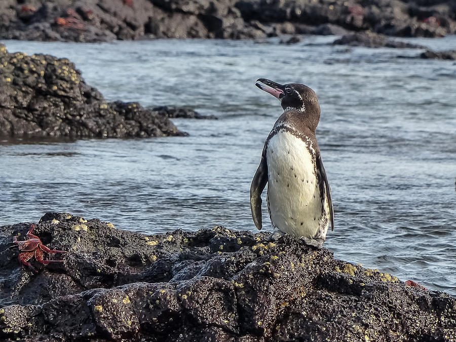Galapagos Penguin Photograph by Harry Strharsky