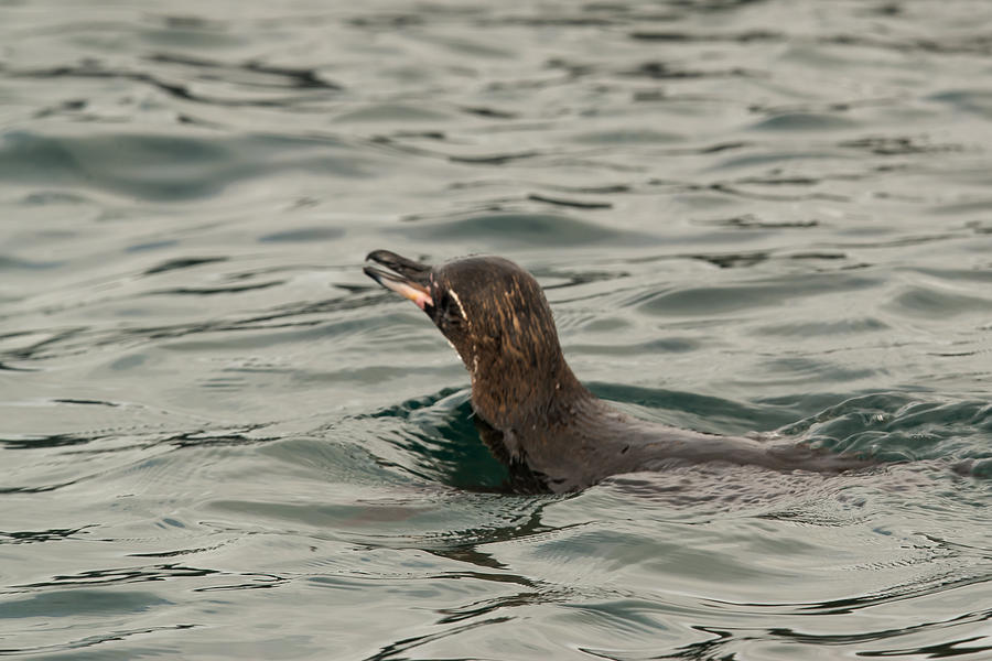 Galapagos Penguin Swimming Photograph by Harry Strharsky