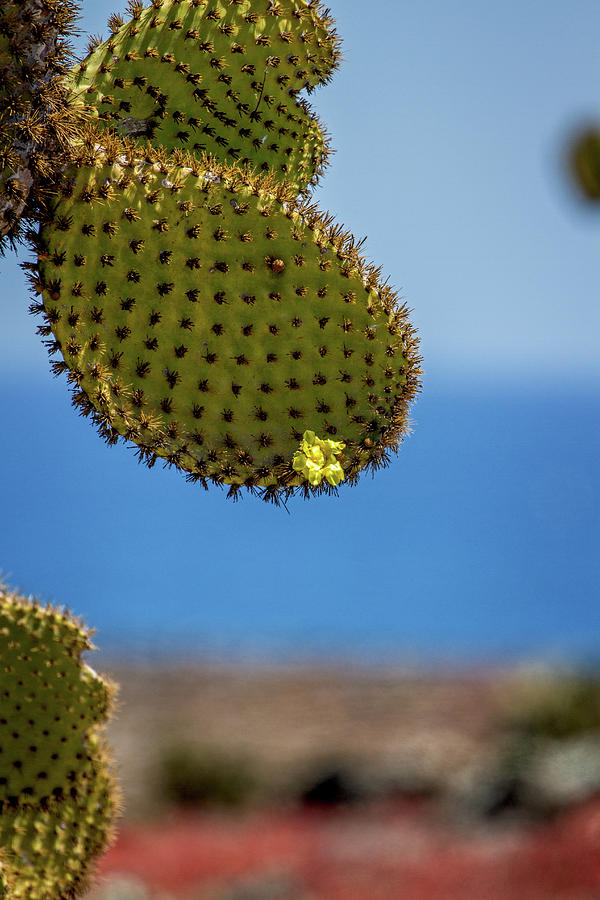 Galapagos Prickly Pear Photograph by John Haldane