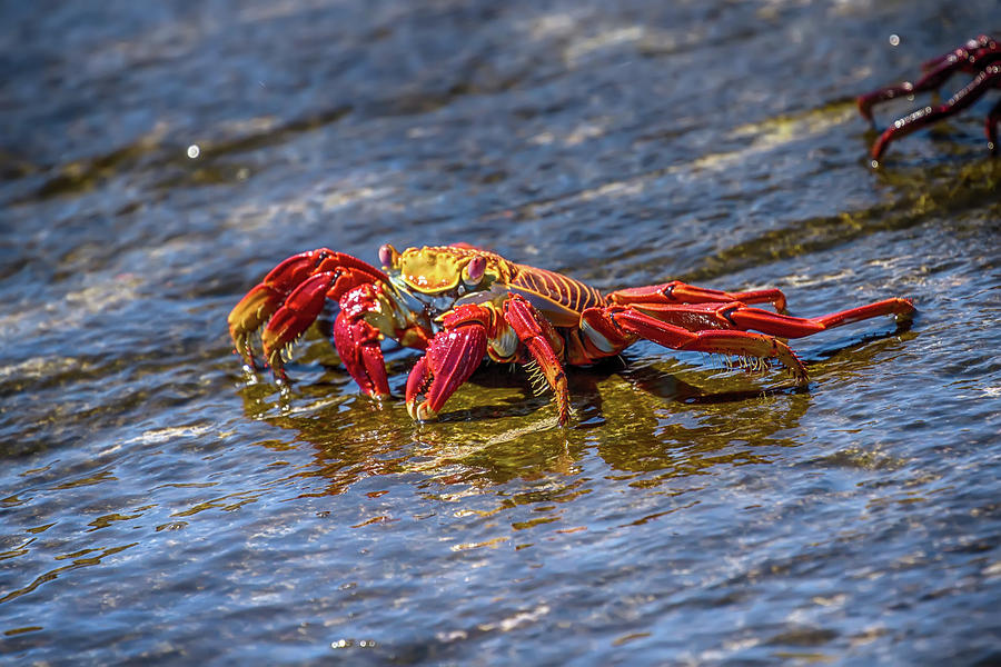 Galapagos Sally Lightfoot Crab Photograph by John Haldane