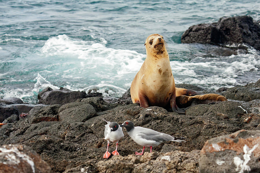 Galapagos Sea Lion and Gulls Photograph by Sally Weigand
