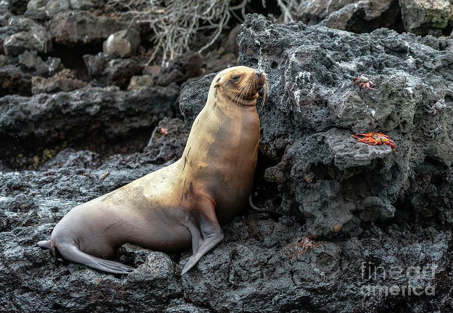 Galapagos Sea Lion And The Crab Photograph