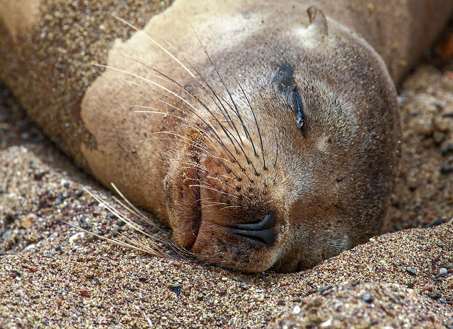 Galapagos Sea Lion Face Photograph by Sally Weigand