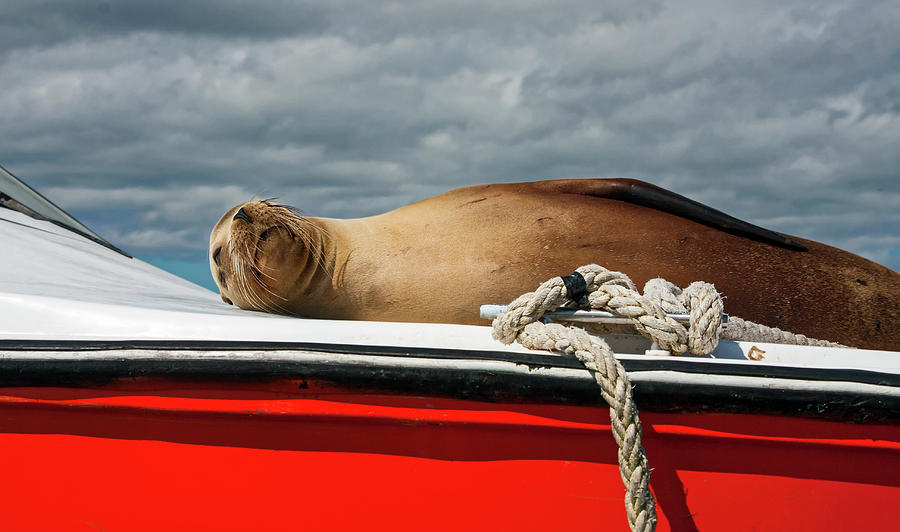 Galapagos Sea Lion on Boat Deck Photograph by Sally Weigand