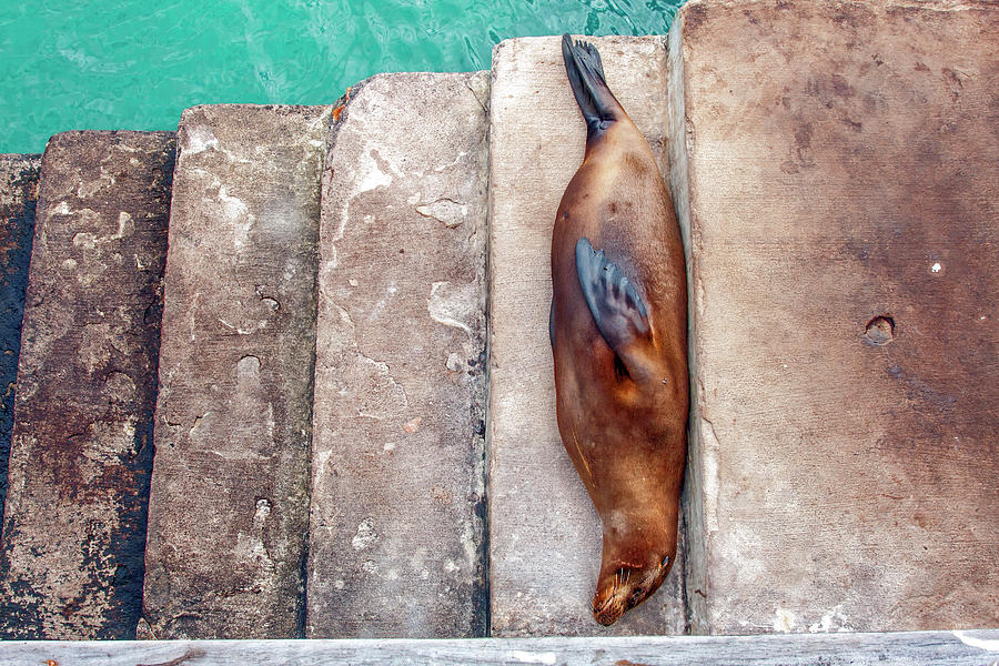 Galapagos Sea Lion on Steps Photograph by Sally Weigand