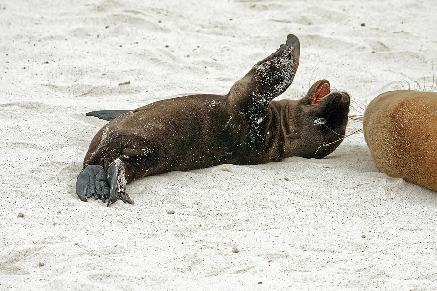 Galapagos Sea Lion Rolling Around Photograph by Sally Weigand