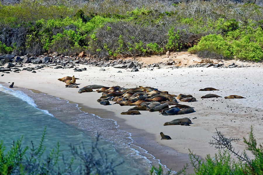 Galapagos Sea Lions Beach Photograph by Sally Weigand