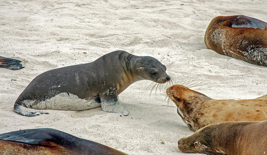 Galapagos Sea Lions Discussing Photograph by Sally Weigand
