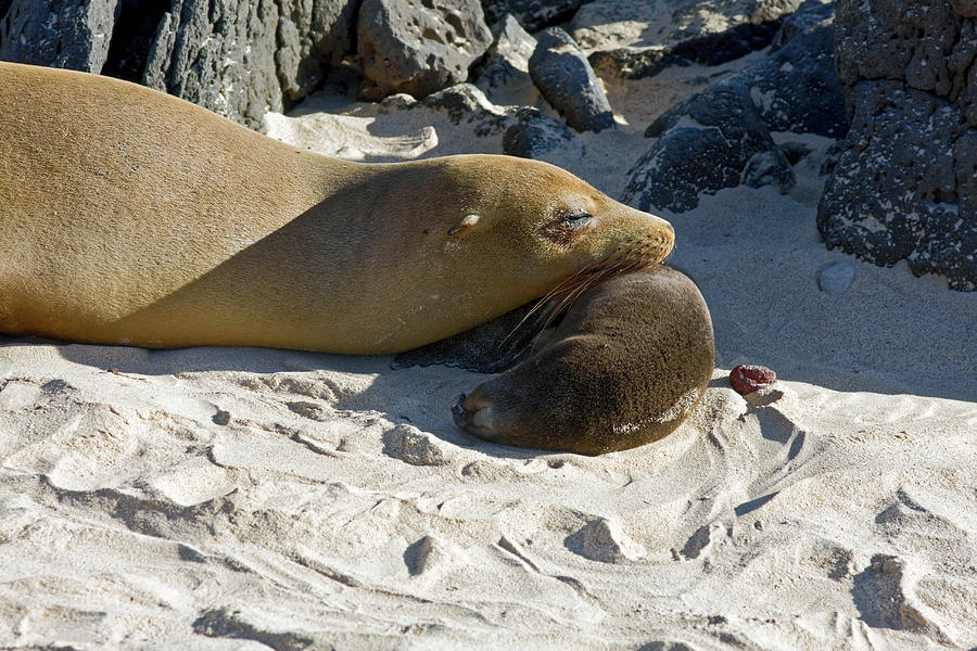 Galapagos Sea Lions Mother and Newborn Photograph by Sally Weigand