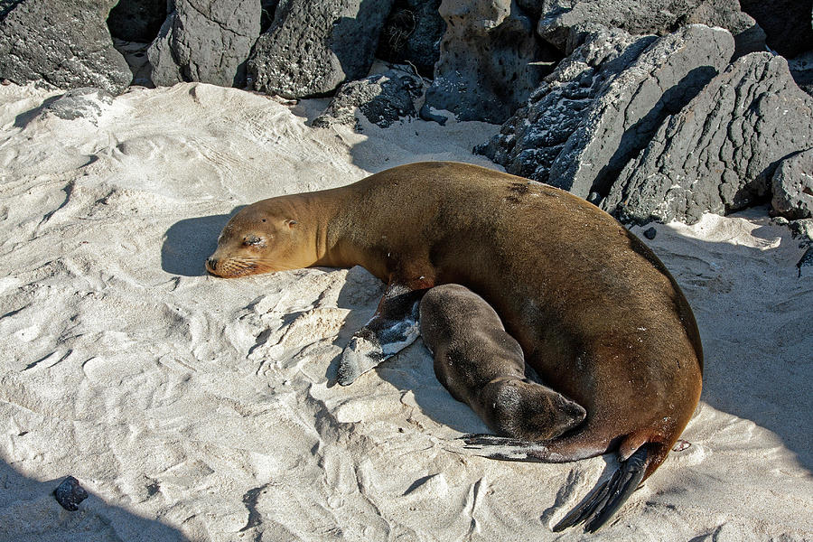 Galapagos Sea Lions Mother and Young Photograph by Sally Weigand