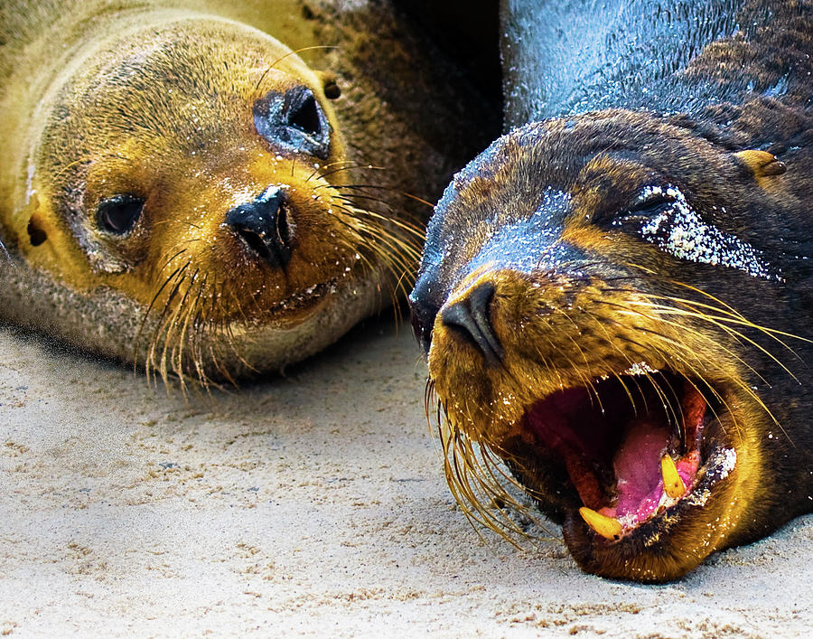 Galapagos Sea Lions Photograph by Neal Ortenberg