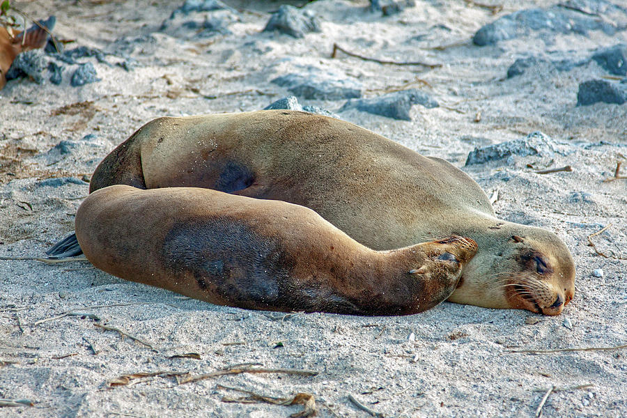 Galapagos Sea Lions Snuggling Photograph by Sally Weigand