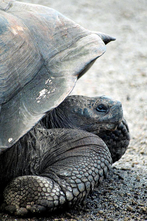 Galapagos Tortoise Photograph by Bindu Viswanathan