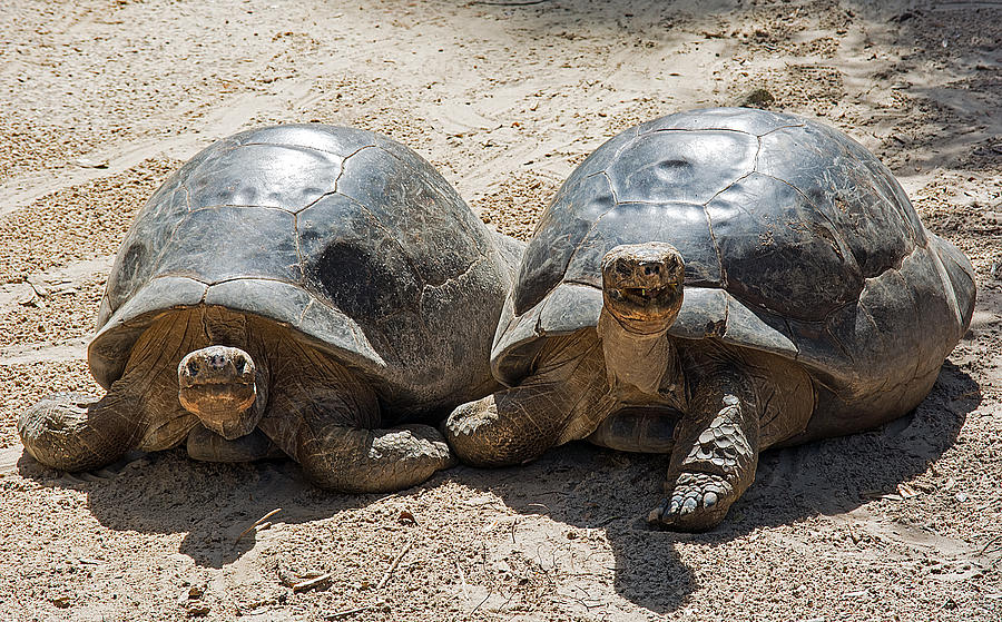 Galapagos Tortoise Couple Photograph by Kenneth Albin