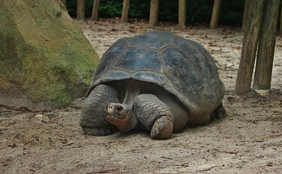 Galapagos Tortoise Photograph by Cynthia Guinn
