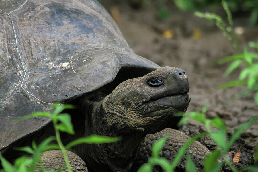 Galapagos Tortoise Photograph by Gary Hall
