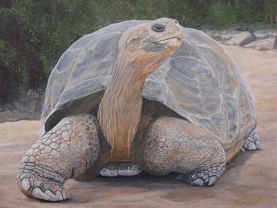 Galapagos Tortoise Painting by Jeffrey Oldham - Fine Art America