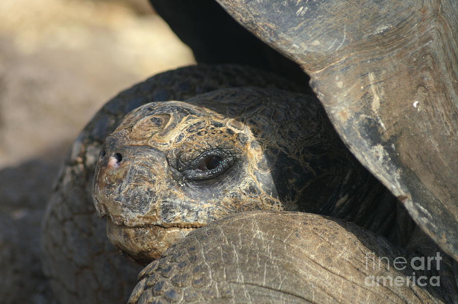 Galapagos Tortoise Photograph by Paul Schofield - Fine Art America