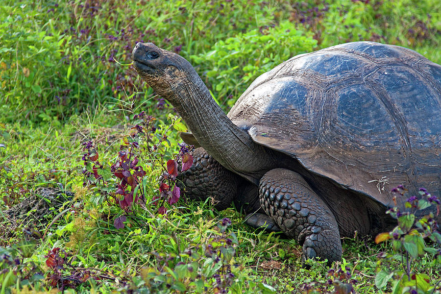 Galapagos Tortoise Reaching High Photograph by Sally Weigand