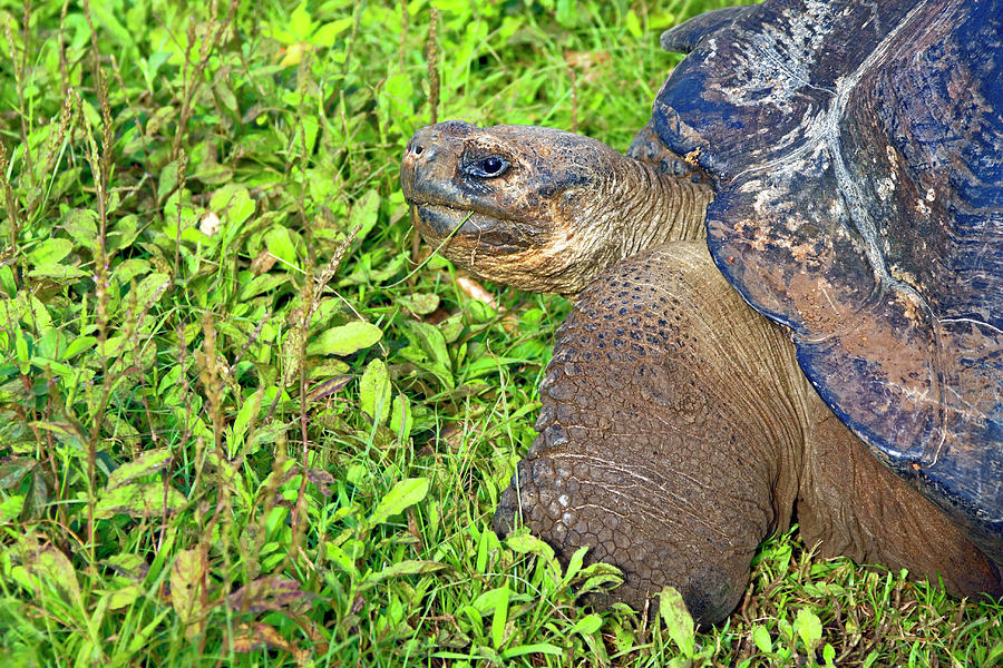 Galapagos Tortoise Side View Photograph by Sally Weigand
