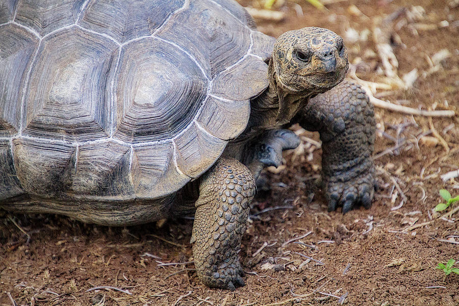 Galapagos Tortoise Digital Art by Terry Davis
