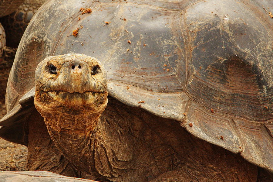 Galapagos Tortoise Photograph by Tom Cheatham - Fine Art America