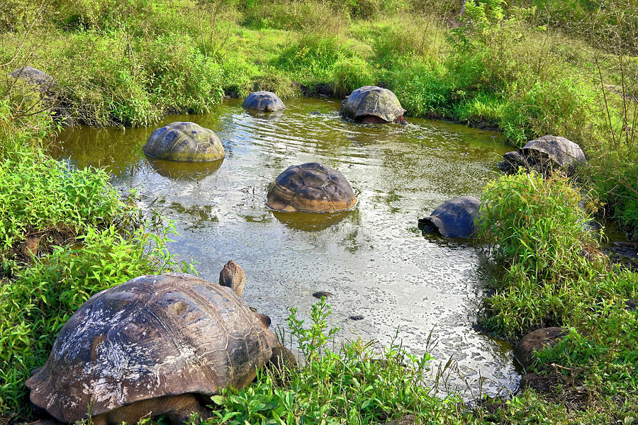 Galapagos Tortoises at the Pond Photograph by Sally Weigand