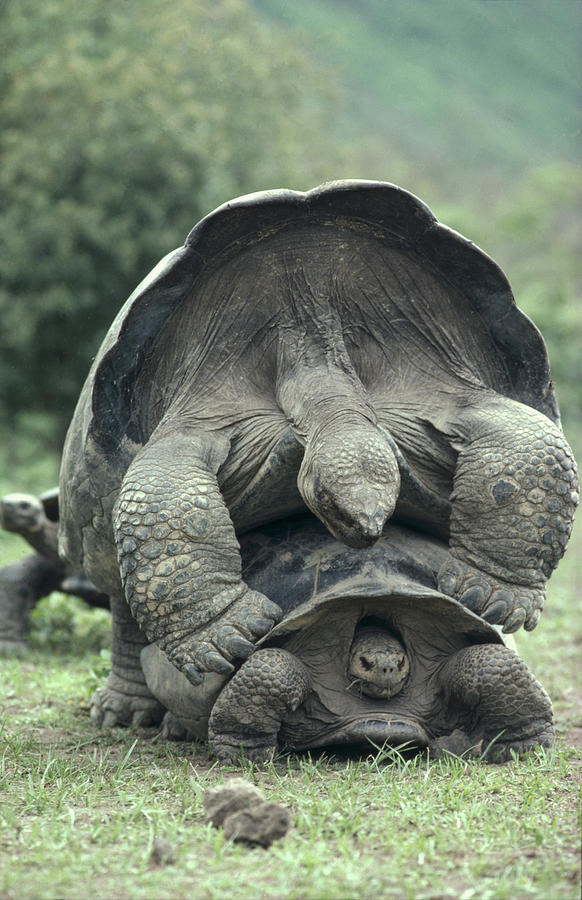 Galapagos Tortoises Mating Photograph by Tui De Roy