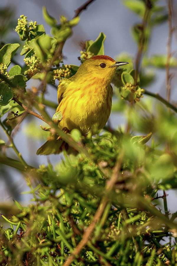 Galapagos Yellow Warbler Photograph by John Haldane
