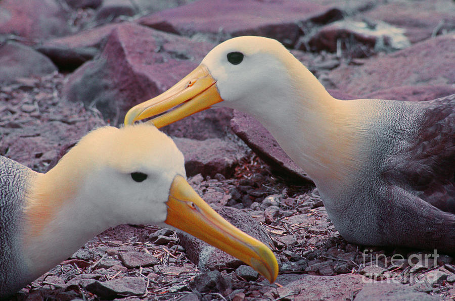 Bird Photograph - Galapagos_102-11 by Craig Lovell