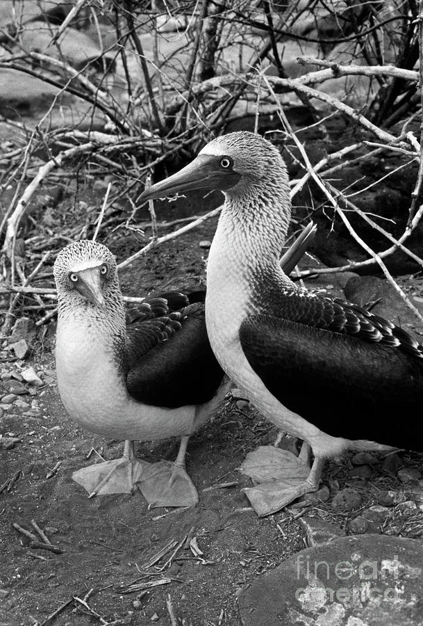 Galapagos_102-2 Photograph by Craig Lovell