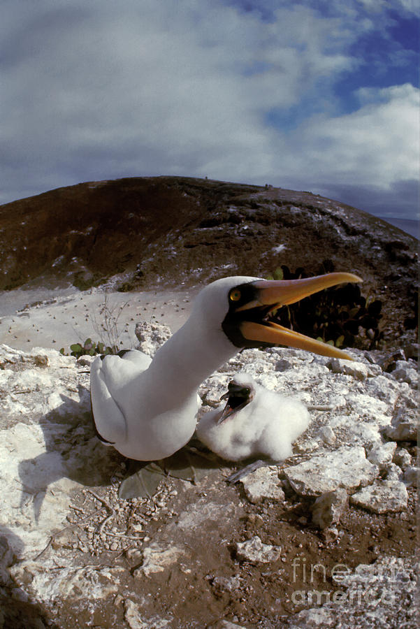 Galapagos_103-19 Photograph by Craig Lovell