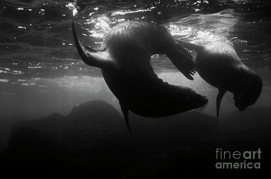Galapagos_55-11 Photograph by Craig Lovell