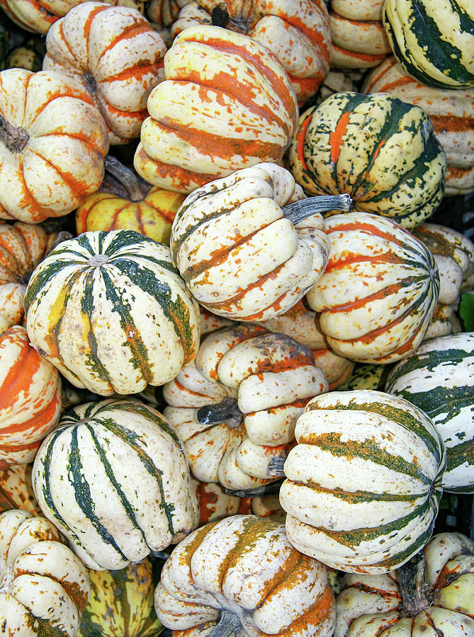 Galena Gourds Photograph by Todd Klassy