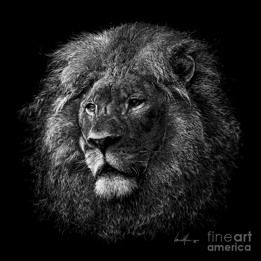Lion Drawing - Gallant by Laurie Musser Lion Drawing - Gallant by Laurie Musser