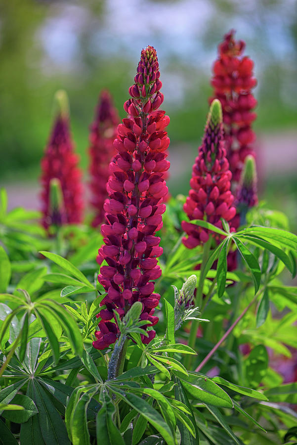 Spring Photograph - Gallery Red Lupines by Rick Berk