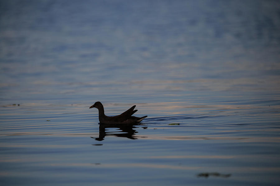 Gallinule Silhouette Lake Okeechobee by CHRISTOPHER L THOMLEY Gallinule Silhouette Lake Okeechobee by CHRISTOPHER L THOMLEY