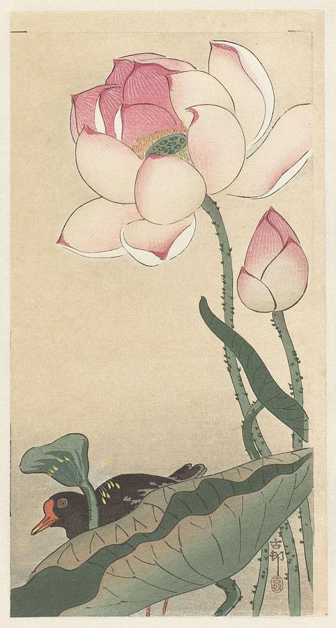Gallinule with Lotus Flowers, Ohara Koson, 1900 - 1930 Painting by Celestial Images