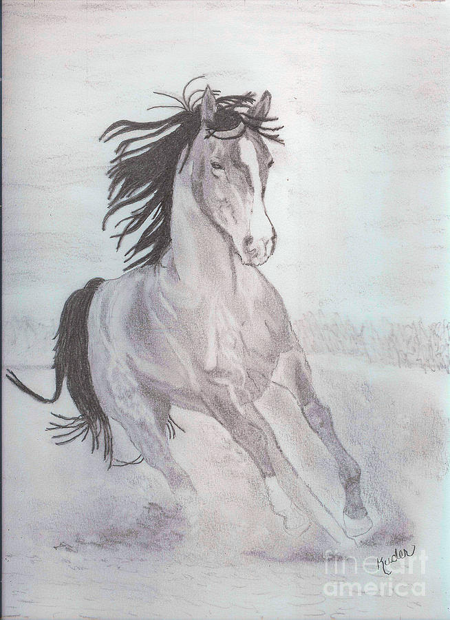 Galloping along Drawing by Sherri Gill - Fine Art America