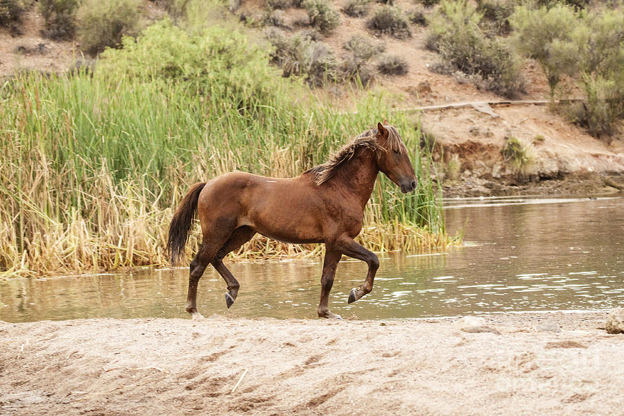 Nature Photograph - Galloping at the River by Ruth Jolly
