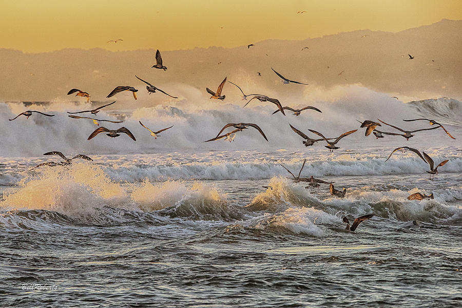 Galloping Gulls Photograph by Bill Roberts