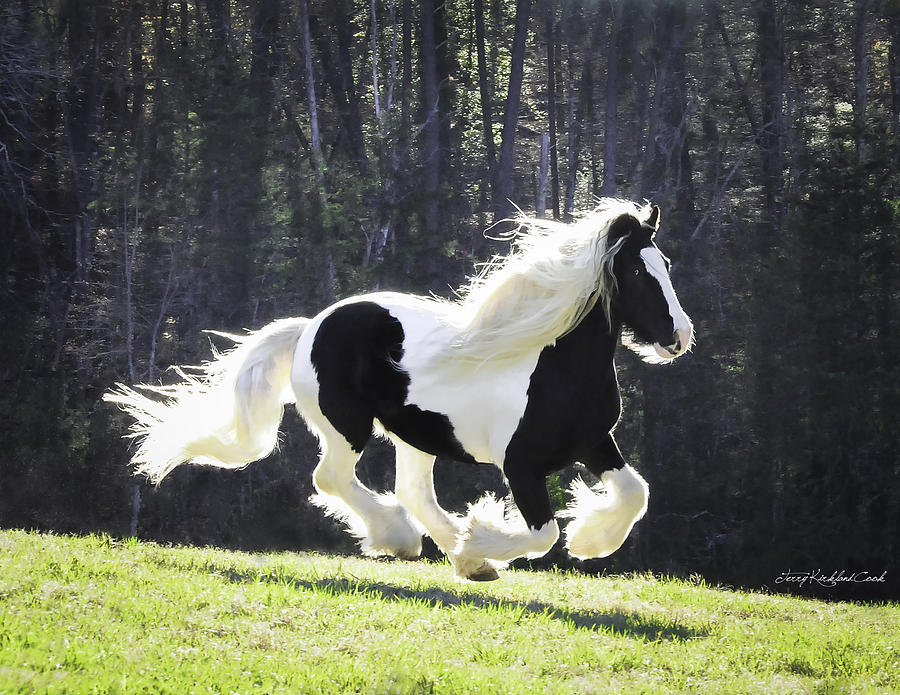 Black And White Photograph - Galloping Gypsy by Terry Kirkland Cook
