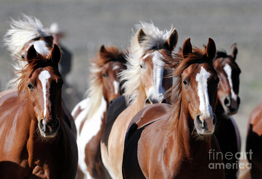 Galloping Horses Photograph by Carien Schippers